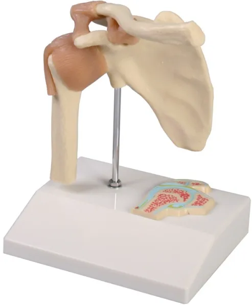 Mini-Schultergelenkmodell mit Querschnitt
