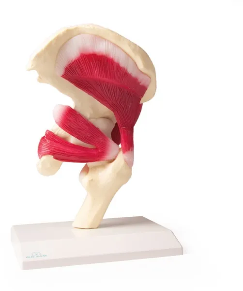 Hüftgelenk, natürliche Größe, mit Muskulatur