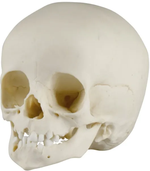 Kinderschädel, 14 Monate