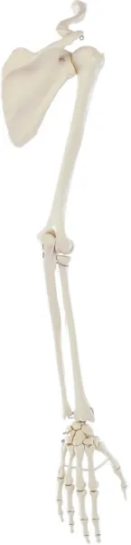 Armskelett mit Schultergürtel