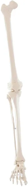Beinskelett