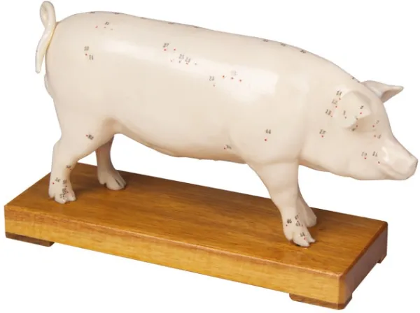 Akupunktur-Schwein