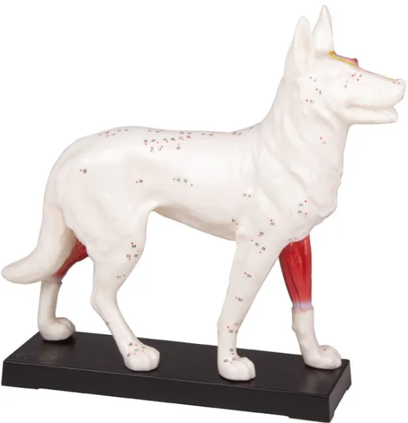 Akupunktur-Hund