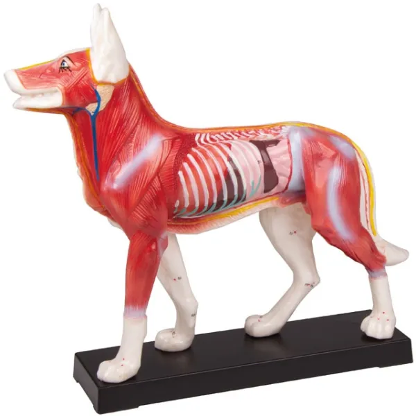 Akupunktur-Hund