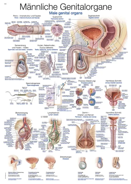 Lehrtafel &quote;Männliche Genitalorgane&quote;, 70x100cm