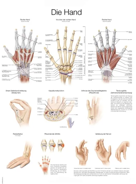 Lehrtafel &quote;Die Hand&quote;, 70x100cm