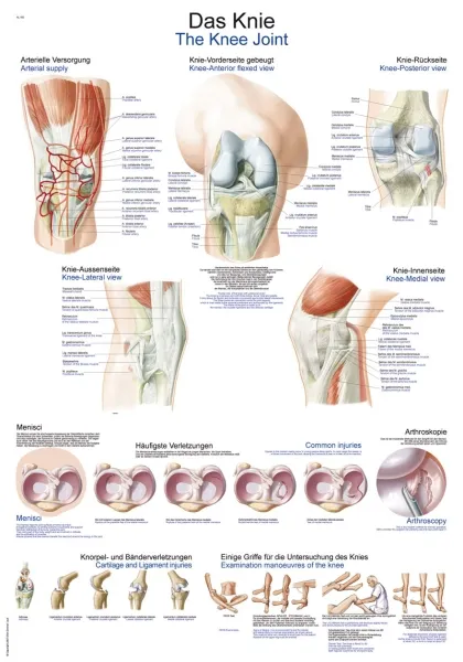 Lehrtafel &quote;Das Knie&quote;, 70x100cm