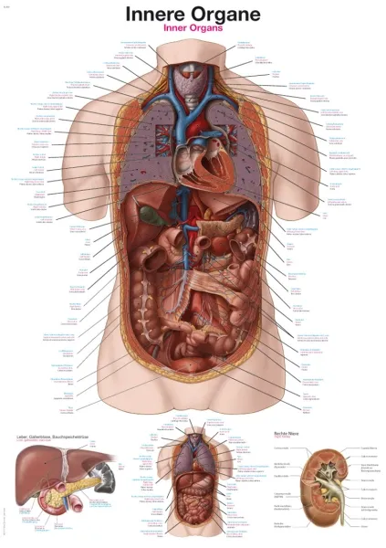 Lehrtafel &quote;Innere Organe&quote;, 70x100cm