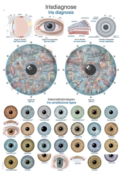 Lehrtafel &quote;Irisdiagnose&quote;, 50x70cm