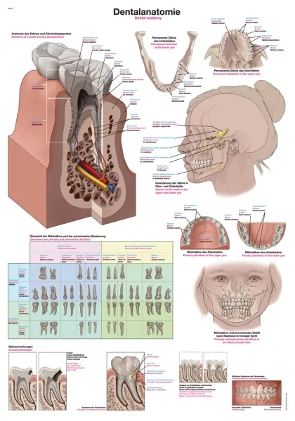 Lehrtafel &quote;Dentalanatomie&quote;, 50x70cm