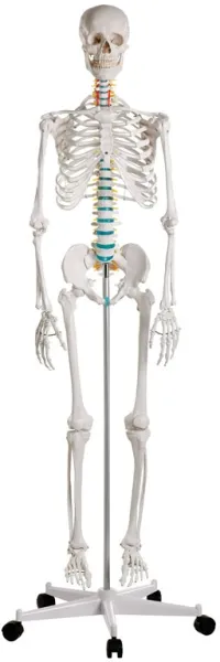 Schulskelett „Oscar“