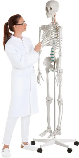 Schulskelett „Oscar“