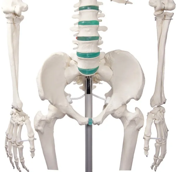 Schulskelett „Oscar“