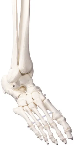 Schulskelett „Oscar“