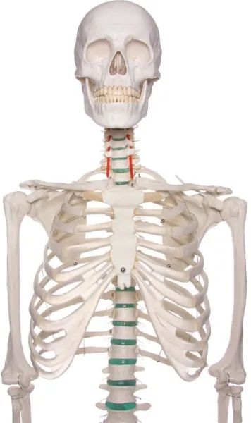 Schulskelett „Oscar“