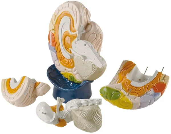 Hirnfunktionen-Modell, 4-teilig, 2-fache Grösse