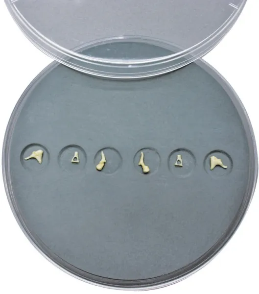 Ohrknöchelchen-Set