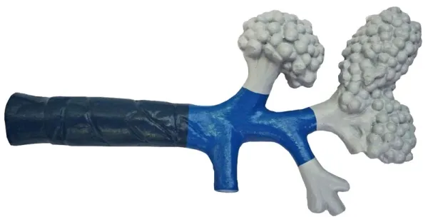 Bronchiole-Modell