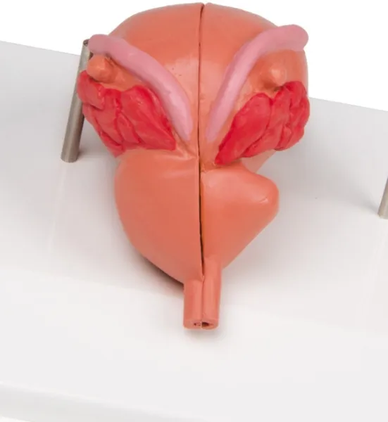 Prostata Modell, 2-teilig