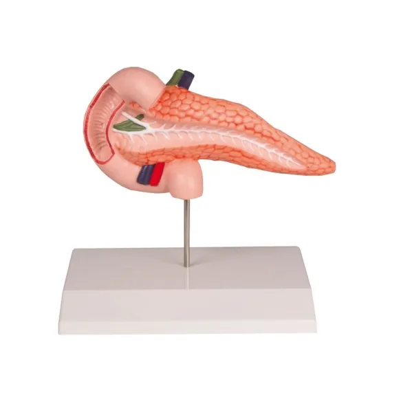 Pankreas, Duodenum Modell