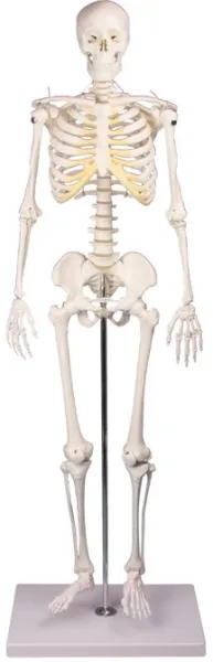 Miniatur-Skelett „Tom“