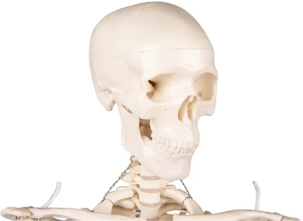 Miniatur-Skelett „Tom“