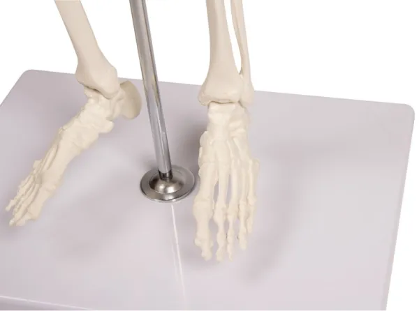 Miniatur-Skelett „Tom“