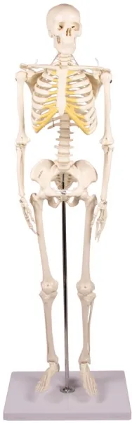 Miniatur-Skelett „Tom“