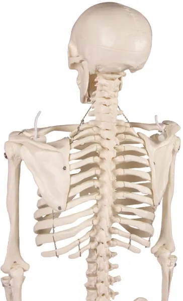 Miniatur-Skelett „Tom“