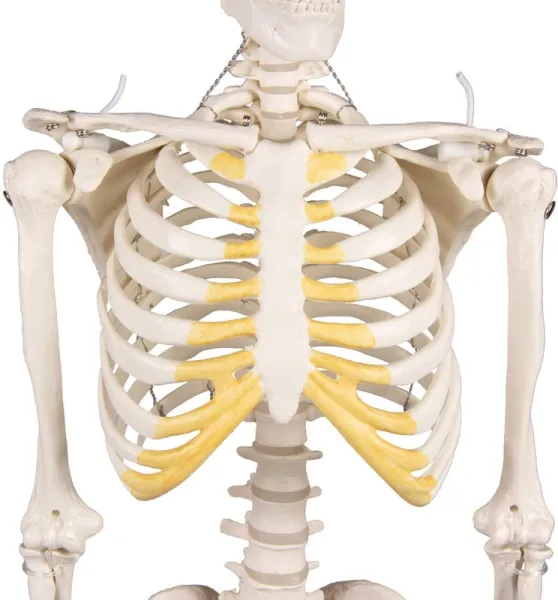 Miniatur-Skelett „Tom“
