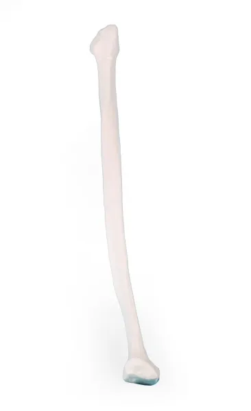 Fibula (Wadenbein) Modell