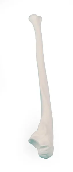 Ulna (Elle) Modell