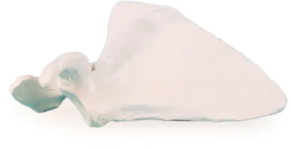 Scapula (Schulterblatt) Modell