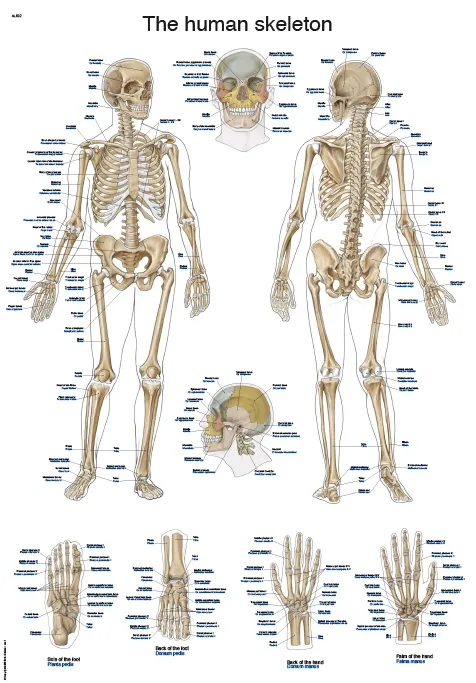 Englische Lehrtafel &quote;The human skeleton&quote;, 50x70cm