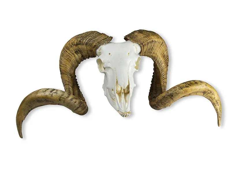 Schädel und Hörner Merinoschafbock