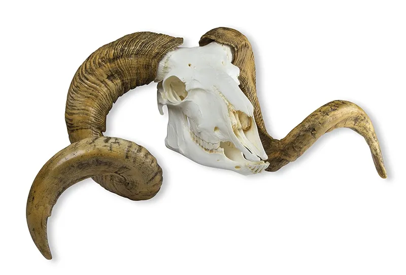 Schädel und Hörner Merinoschafbock