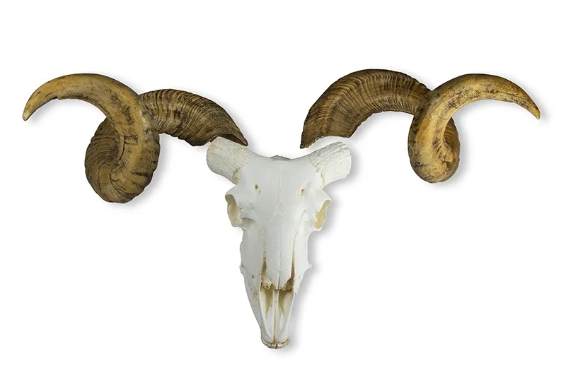 Schädel und Hörner Merinoschafbock