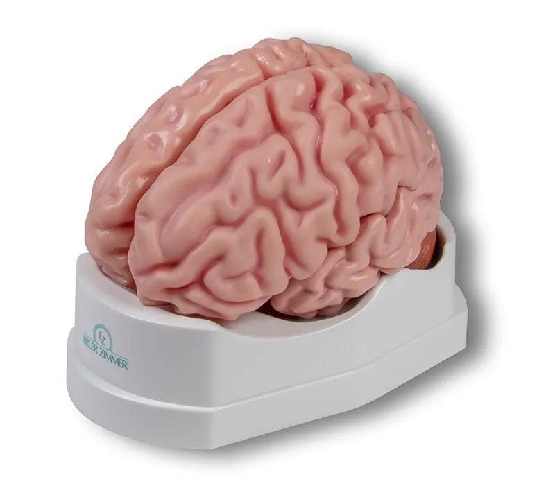 Anatomisches Gehirnmodell 5-teilig