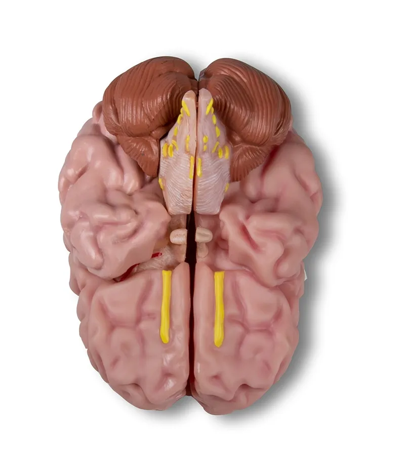 Anatomisches Gehirnmodell 5-teilig