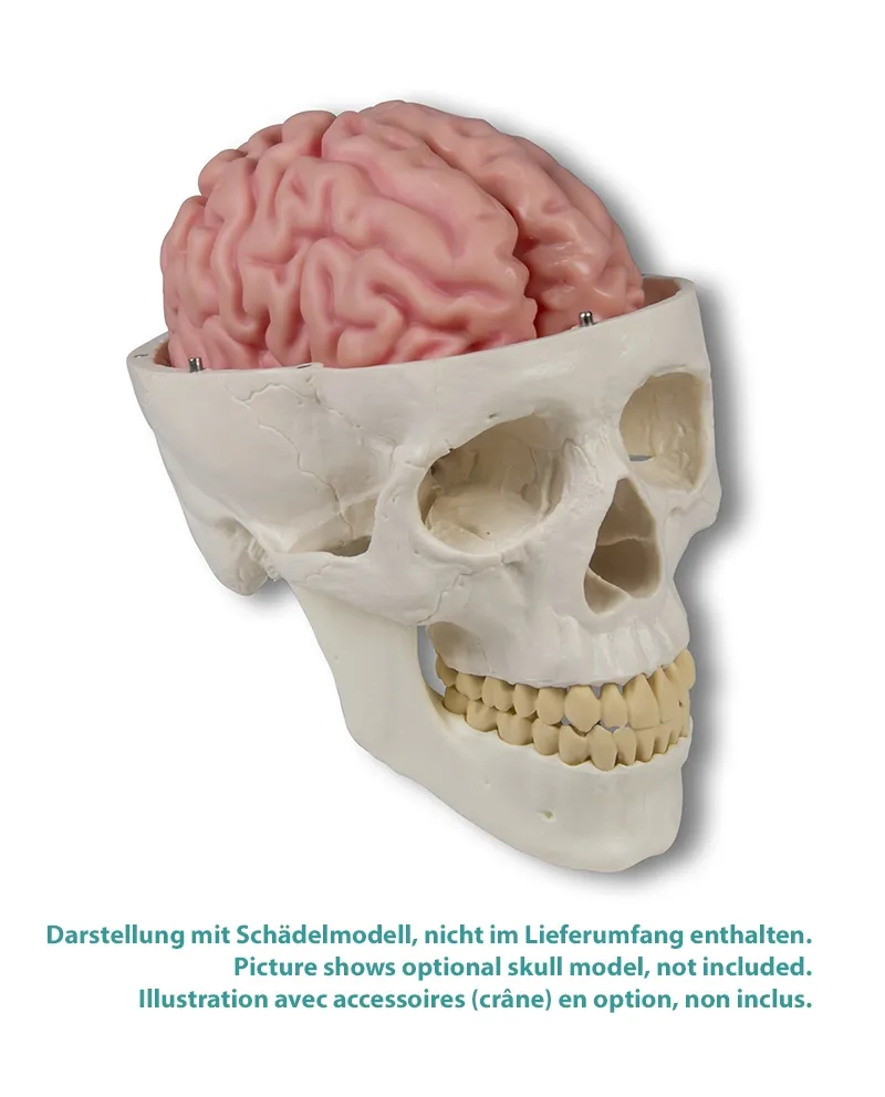 Anatomisches Gehirnmodell 5-teilig