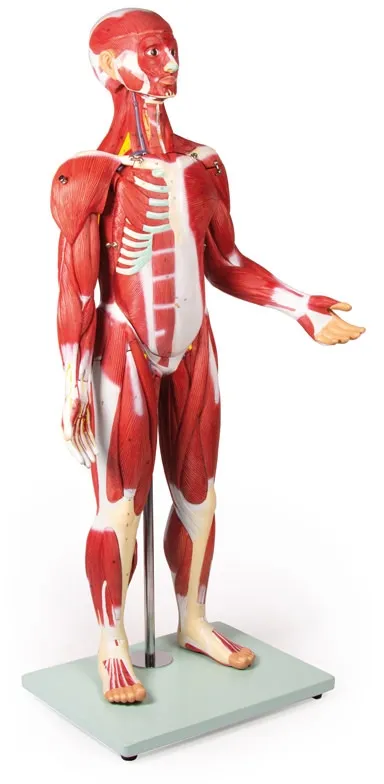 Muskelfigur 30 Teile, 85 cm
