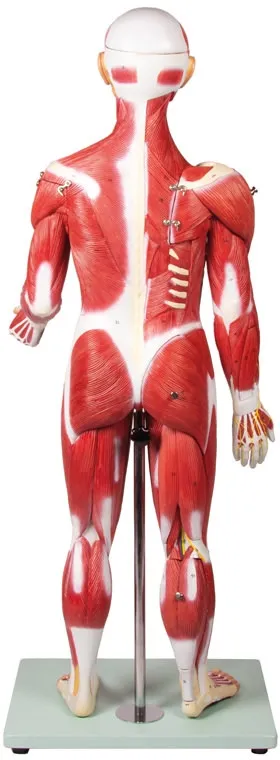 Muskelfigur 30 Teile, 85 cm
