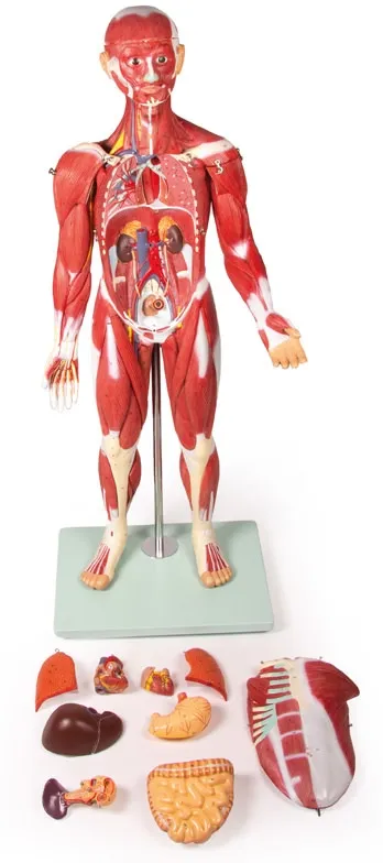 Muskelfigur 30 Teile, 85 cm