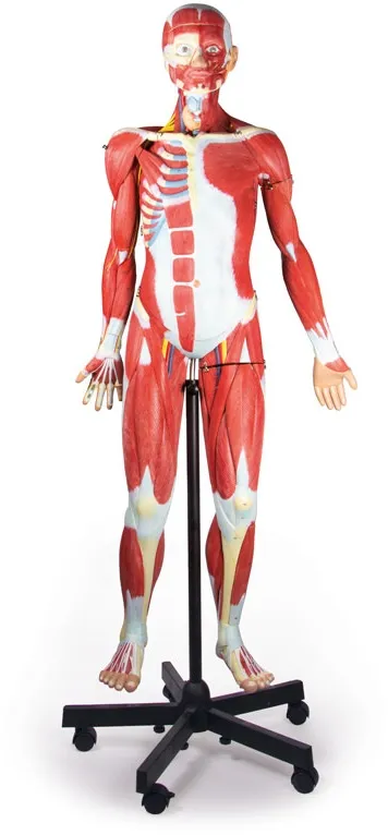 Muskelfigur, 2/3 Lebensgrösse, 32 Teile