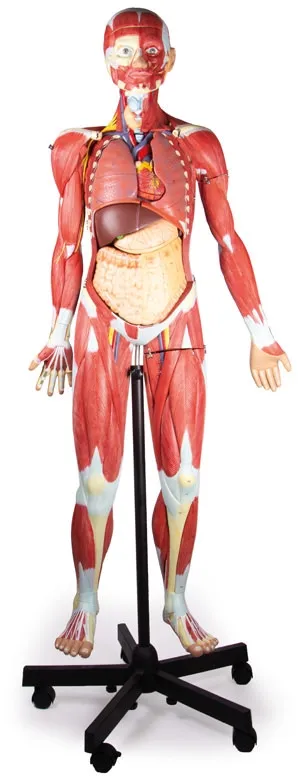 Muskelfigur, 2/3 Lebensgrösse, 32 Teile