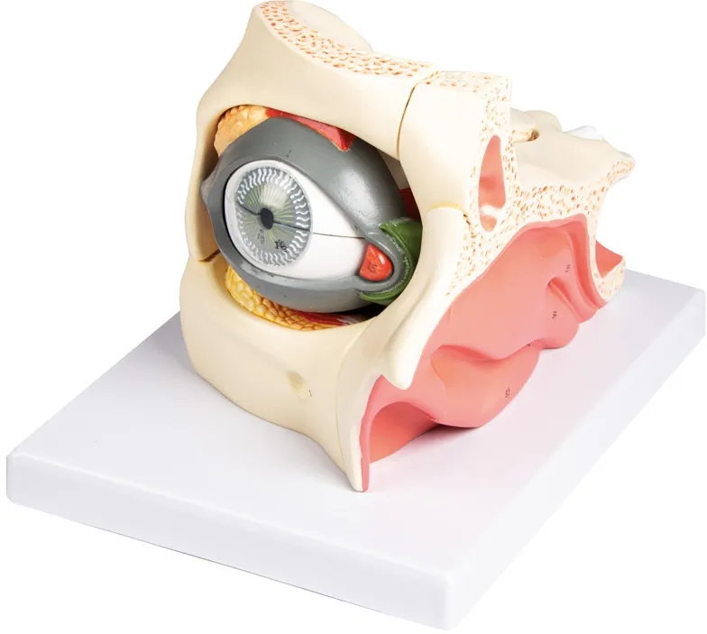 Auge mit Augenhöhle und Augenlid