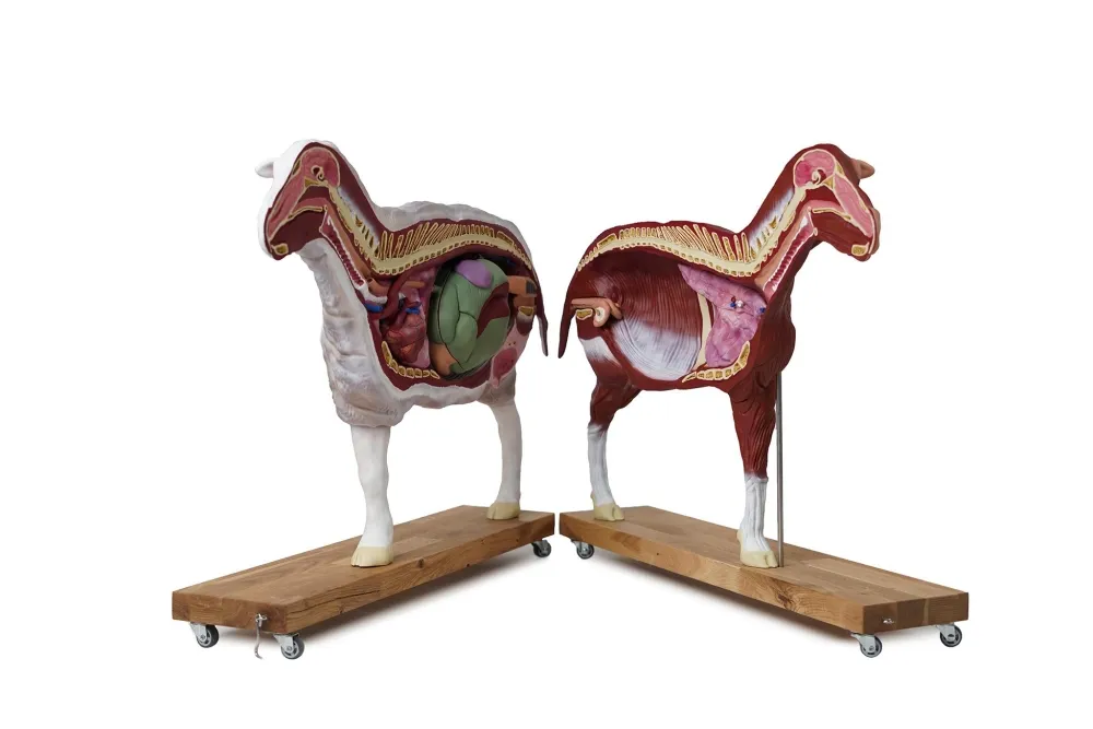 Schafmodell, 12-teilig, 2/3 natürliche Grösse