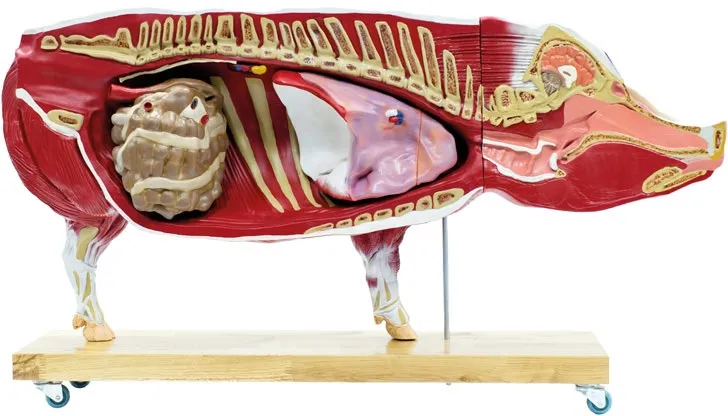 Didaktisches Schweinemodell, 20-teilig, 1/2 natürliche Grösse