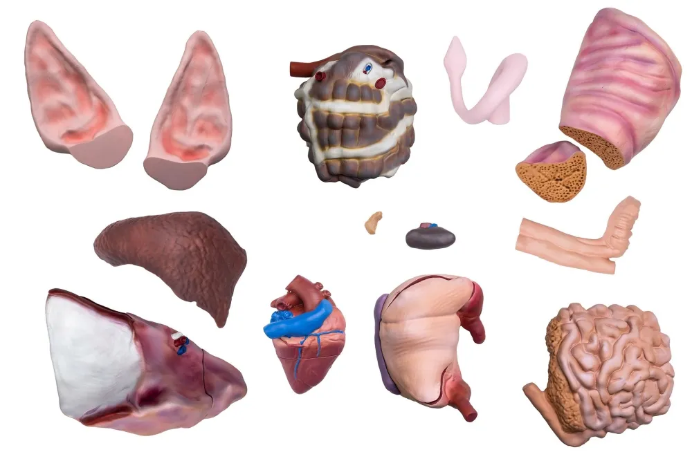 Didaktisches Schweinemodell, 20-teilig, 1/2 natürliche Grösse