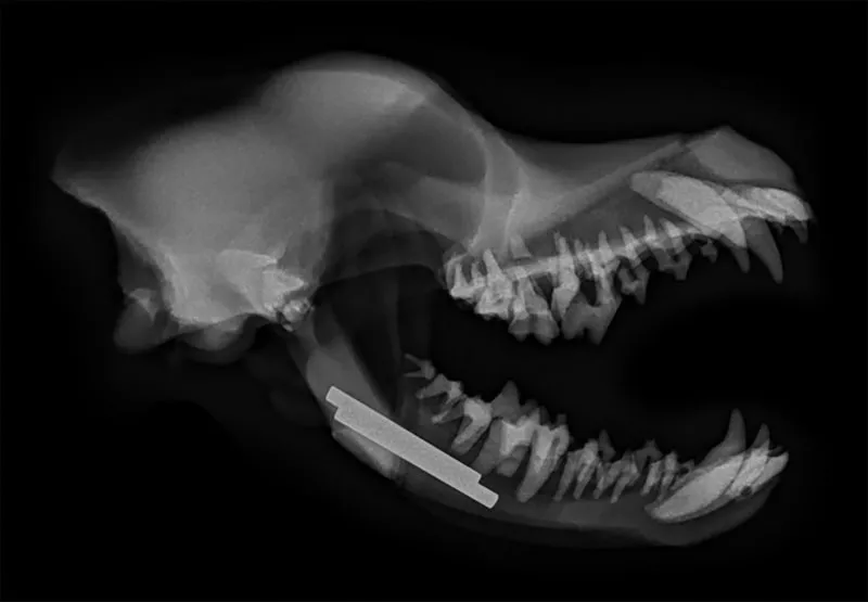 Chirurgisches Zahnmodell Hund